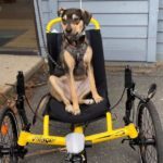 A black and tan dog sits on a yellow recumbent trike